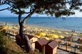 On the sea beach, rows of deck chairs and beach umbrellas against the background of the sea. In the foreground is a pine tree