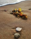 Sea beach stones and sea weeds lying on the sand Royalty Free Stock Photo