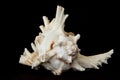 Sea beautiful unusual shell on a black background Royalty Free Stock Photo