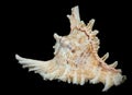 Sea beautiful unusual shell on a black background Royalty Free Stock Photo