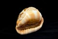 Sea beautiful unusual shell on a black background Royalty Free Stock Photo