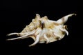 Sea beautiful unusual shell on a black background Royalty Free Stock Photo