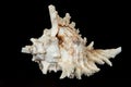 Sea beautiful unusual shell on a black background Royalty Free Stock Photo