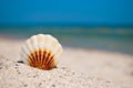 Shell white brown lies on the sand on a background of blue sea and blue sky summer vacation Royalty Free Stock Photo