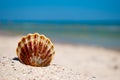 Shell white brown lies on the sand on a background of blue sea and blue sky summer vacation Royalty Free Stock Photo