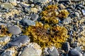 Sea Bed at Low Tide Royalty Free Stock Photo