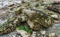 Sea Bed At Low Tide Royalty Free Stock Photo
