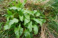 Sea beet