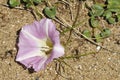 Sea Bindweed Royalty Free Stock Photo