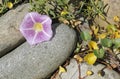 Sea Bindweed Royalty Free Stock Photo