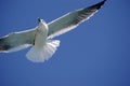 Sea bird Royalty Free Stock Photo