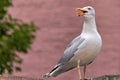 Marine bird Albatross sitting on fence with an open beak. On a pink background