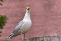 Marine bird Albatross sitting on fence with an open beak. On a pink background