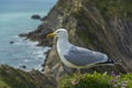 Sea bird on a cliff juristic coast Dorset