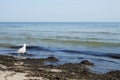 Sea bird on dirty beach Royalty Free Stock Photo