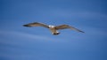 Sea bird in flight. Seagull against the blue sky Royalty Free Stock Photo