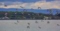 Sea bird fly above the sea at sunset time with twilight scene. Royalty Free Stock Photo