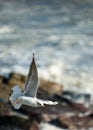 Sea bird Royalty Free Stock Photo