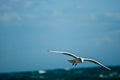 Sea bird Royalty Free Stock Photo