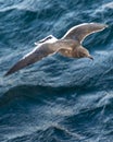 Sea bird flying over ocean Royalty Free Stock Photo