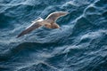 Sea bird flying over ocean Royalty Free Stock Photo