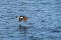 Sea bird flying over ocean Royalty Free Stock Photo