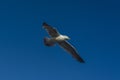 Sea bird flying over Porthlevan fishing port Royalty Free Stock Photo