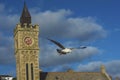 Sea bird flying over Porthlevan fishing port Royalty Free Stock Photo