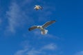 Sea bird flying over Porthlevan fishing port Royalty Free Stock Photo