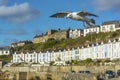 Sea bird flying over Porthlevan fishing port Royalty Free Stock Photo