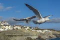 Sea bird flying over Porthlevan fishing port Royalty Free Stock Photo