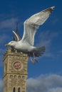 Sea bird flying over Porthlevan fishing port Royalty Free Stock Photo