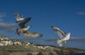 Sea bird flying over Porthlevan fishing port Royalty Free Stock Photo