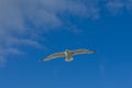 Sea bird flying over sennen cove breakwater Royalty Free Stock Photo