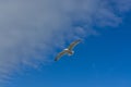 Sea bird flying over sennen cove breakwater Royalty Free Stock Photo