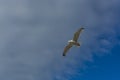 Sea bird flying over sennen cove breakwater Royalty Free Stock Photo