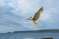 Sea bird flying over sennen cove breakwater Royalty Free Stock Photo