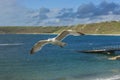 Sea bird flying over sennen cove breakwater Royalty Free Stock Photo