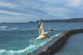 Sea bird flying over sennen cove breakwater Royalty Free Stock Photo
