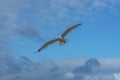 Sea bird flying over sennen cove breakwater Royalty Free Stock Photo