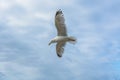 Sea bird flying over sennen cove breakwater Royalty Free Stock Photo