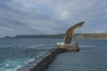 Sea bird flying over sennen cove breakwater Royalty Free Stock Photo