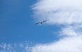 A sea bird flying over the sea up in the sky under the the big fluffy clouds. Royalty Free Stock Photo