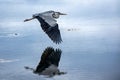 Seabird flying over the water