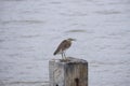 Sea bird hang on pier for hunt animal food in water. animal wild life in thailand coast Royalty Free Stock Photo