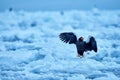Japan eagle in winter. Steller\'s sea eagle, Haliaeetus pelagicus, bird with white snow, Hokkaido, Japan.