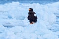 Japan eagle in winter. Steller\'s sea eagle, Haliaeetus pelagicus, bird with white snow, Hokkaido, Japan.