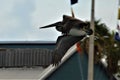 Sea bird flying low and just over the head of the people in the street Royalty Free Stock Photo