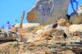 Sea bird proudly perching on a rock formation with a blurred background Royalty Free Stock Photo