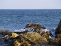 Sea bird on the rock with wave Royalty Free Stock Photo
